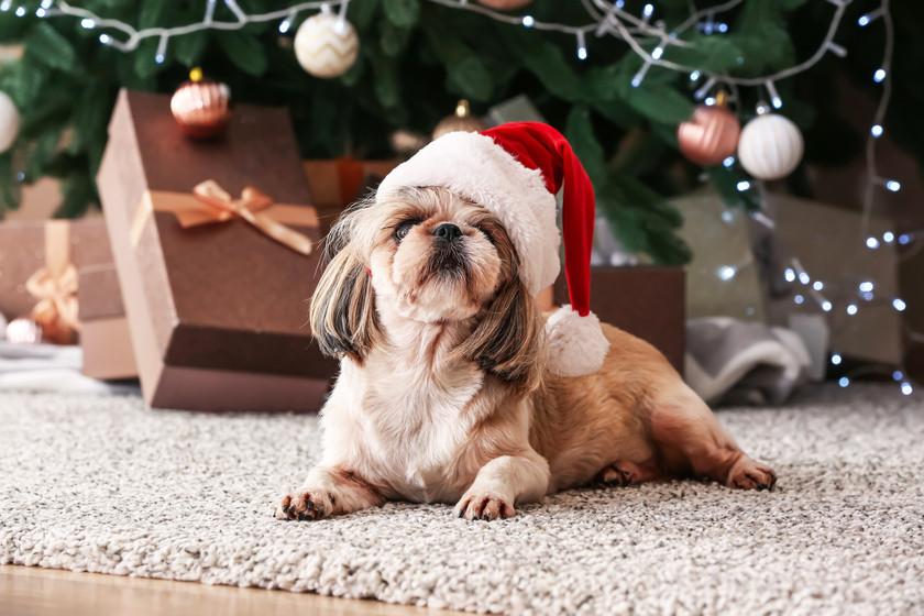 Pet Therapy In Alzheimer's Care In Vinton, VA: An Overview